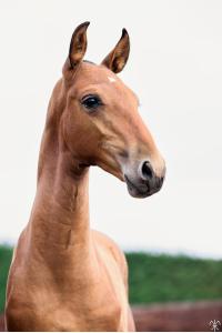 Photo cheval a vendre SAFARI DE LA GESSE